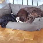 Foto von einem kleinen schwarzen Welpen und einem großen braunen Hund namens Jussi, die zusammen in einem grauen Hundebett schlafen.