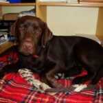 Foto von einem braunen Labrador, der auf einer rot karierten Decke vor Bücher- und Kistenregalen liegt. Ein Spielzeug bei den Pfoten.